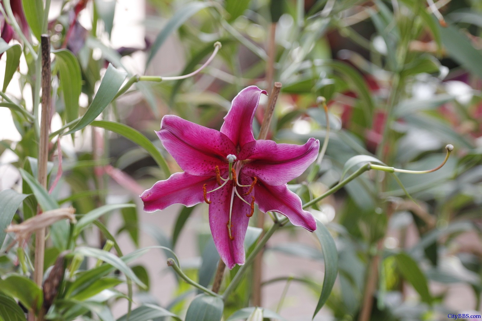 清迈花博园百花竞艳 鲜花清迈名不虚传
