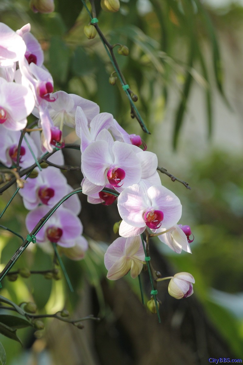 清迈花博园百花竞艳 鲜花清迈名不虚传