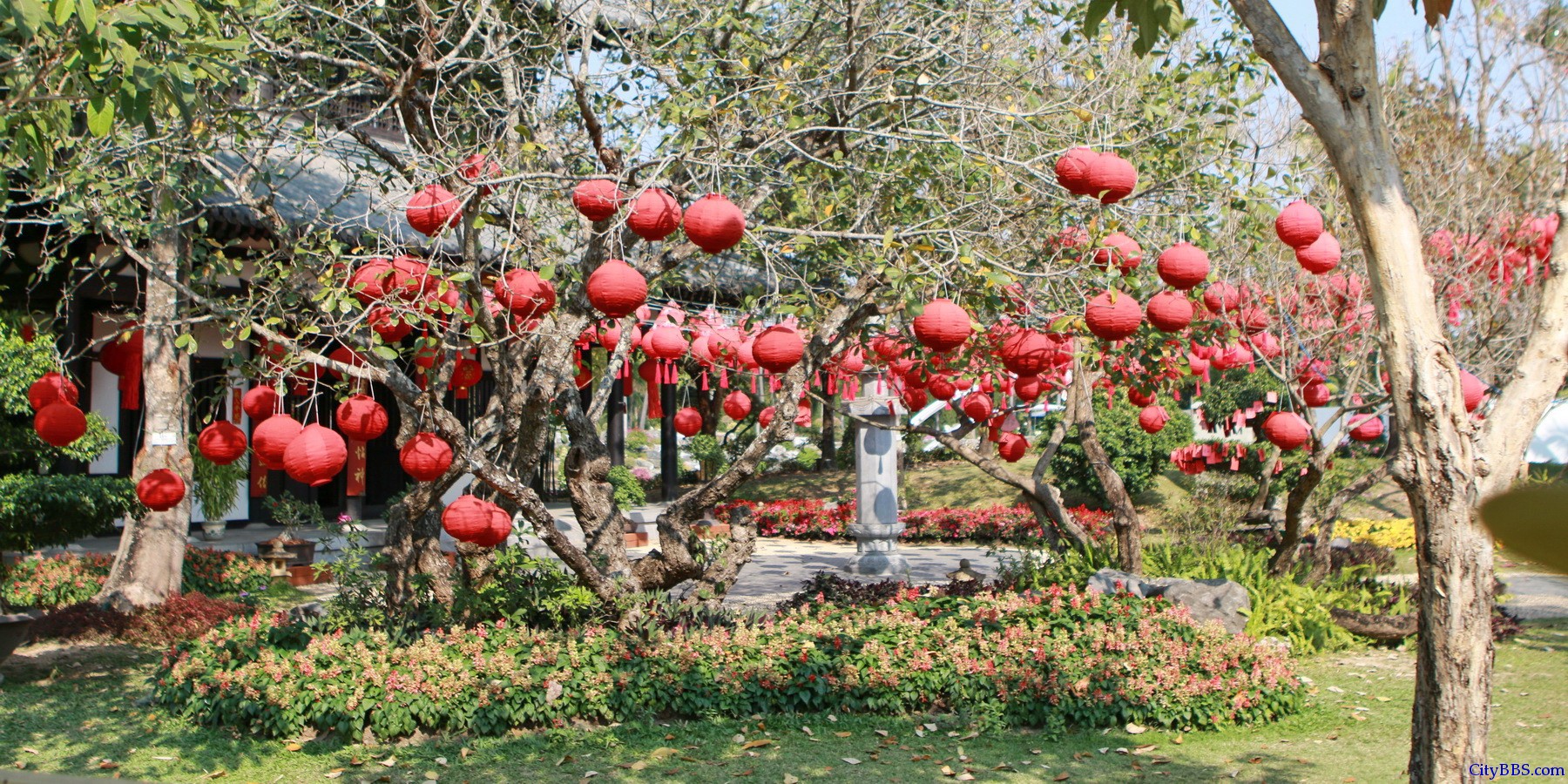 清迈花博园百花竞艳 鲜花清迈名不虚传