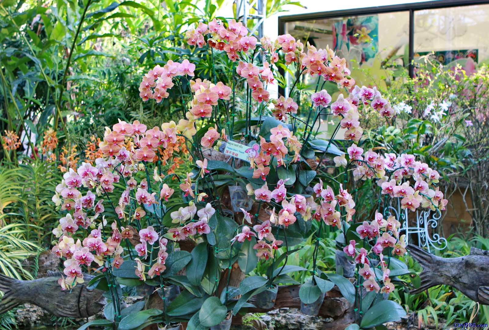 清迈花博园百花竞艳 鲜花清迈名不虚传