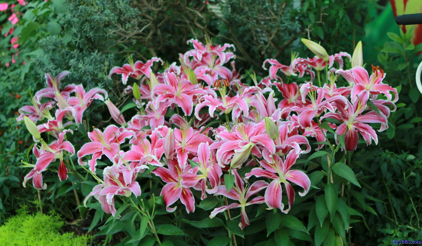 清迈花博园百花竞艳 鲜花清迈名不虚传