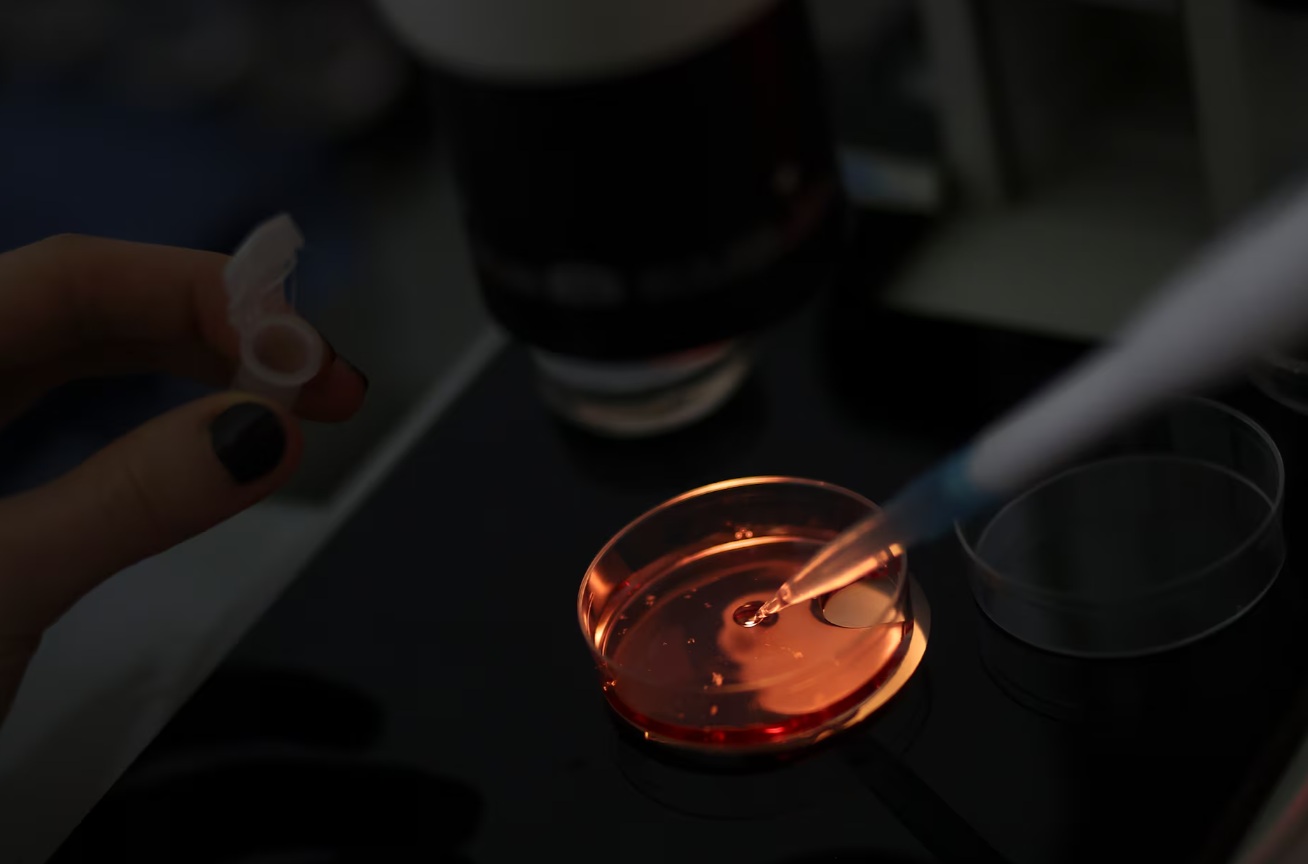Kheiron Biotech 公司的一名员工在位于布宜诺斯艾利斯皮拉尔的实验室里，对马匹正在发育的卵子或卵母细胞进 ...